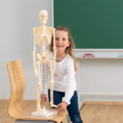 Skelett, Lehrmodell, Anatomie, Schulunterricht, Skelettmodell