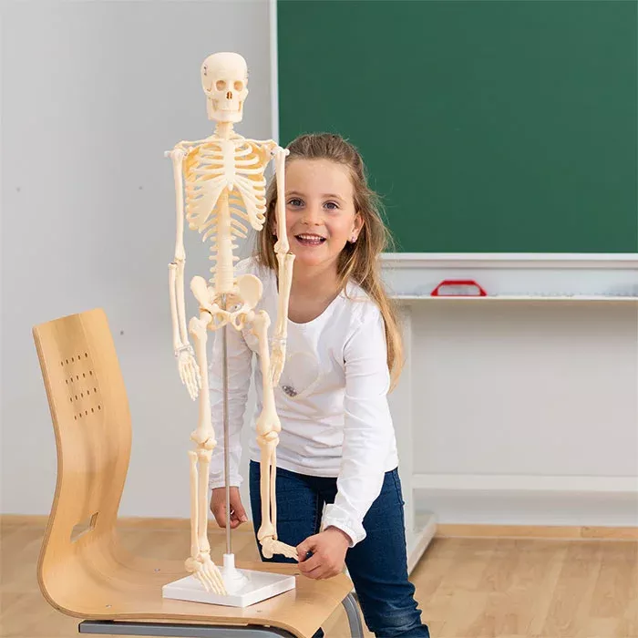 Skelett, Lehrmodell, Anatomie, Schulunterricht, Skelettmodell
