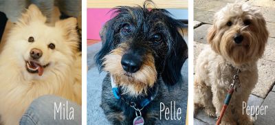 Hund, Haustier, Collage, drei Hunde, Fotos