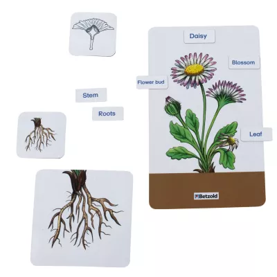 Gänseblümchen, Blüte, Blütenknospe, Stängel, Wurzeln