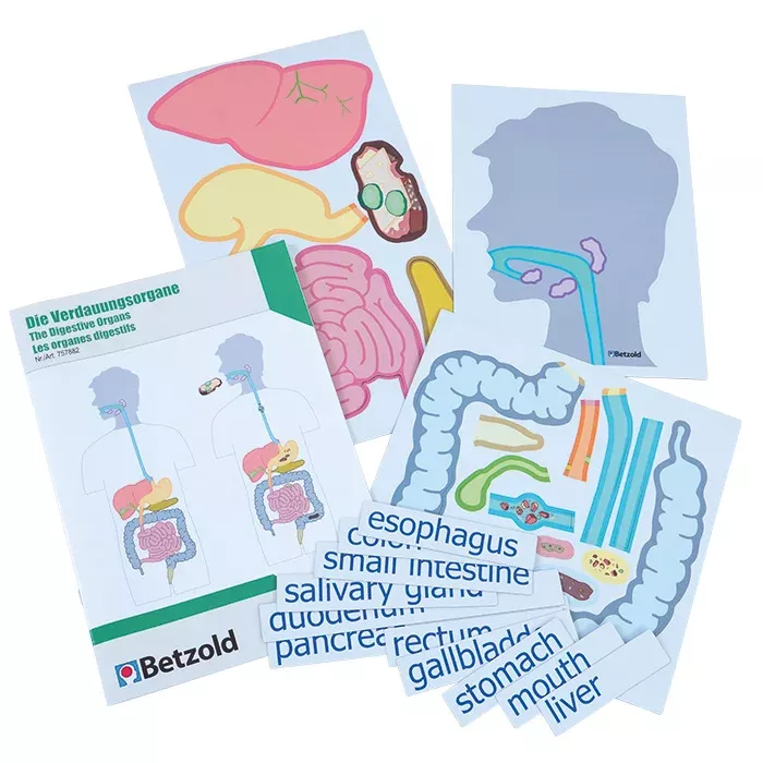 verdauungssystem, organe, anatomie-karte, etiketten, magen