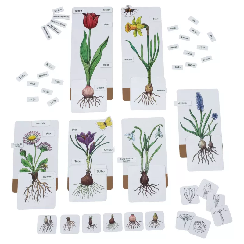 Tulpe, Blume, Wurzel, Blüten, Karten