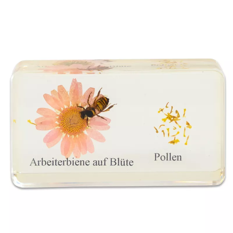Arbeiterbiene, Blüte, Pollen, Honigbiene, Pollenstaub