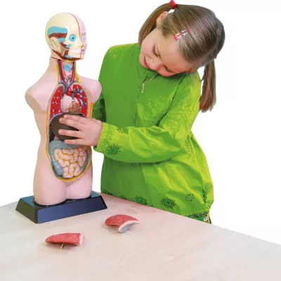 medizinische-lernmodell, anatomie, puppe, organmodel, unterrichtsmaterial