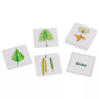 blatt, blattarten, pflanze, karten, bildkarten