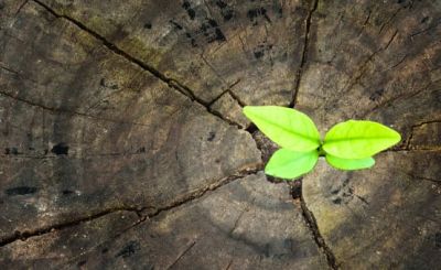 Spross, Setzling, grüne Blätter, Pflanzenwachstum, Natur