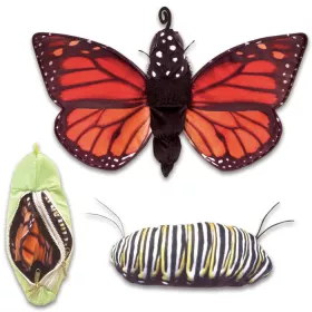 Metamorphose-Schmetterling