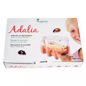Adalia Marienkäferzucht-Set