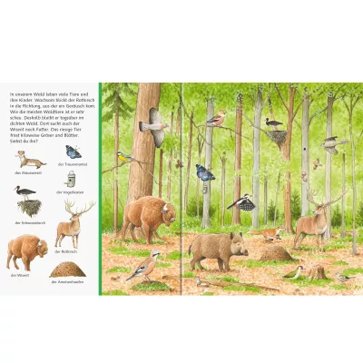 Waldlandschaft, Wildtiere, Tiere im Wald, Bärenwald, Vogelarten
