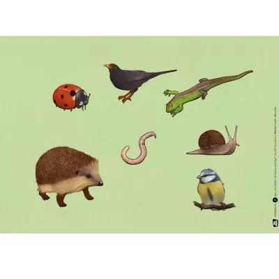 ladybug, lizard, snail, hedgehog, worm