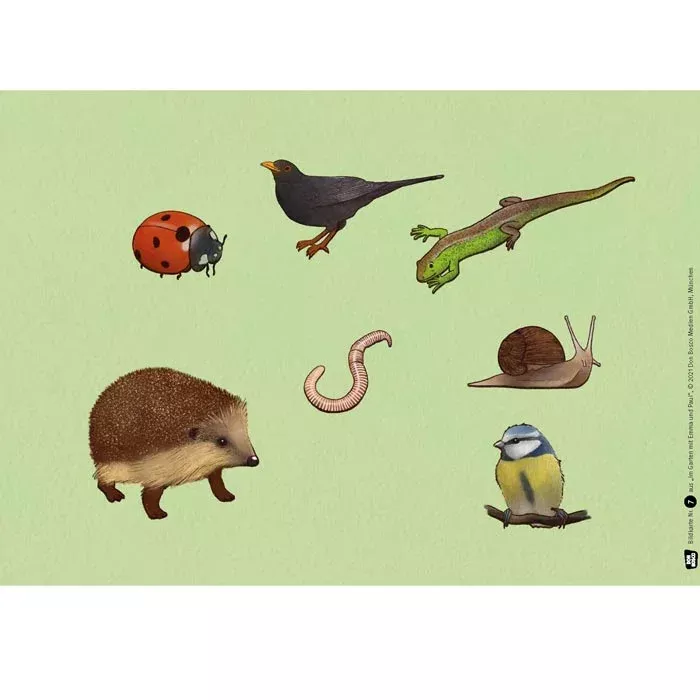 ladybug, lizard, snail, hedgehog, worm
