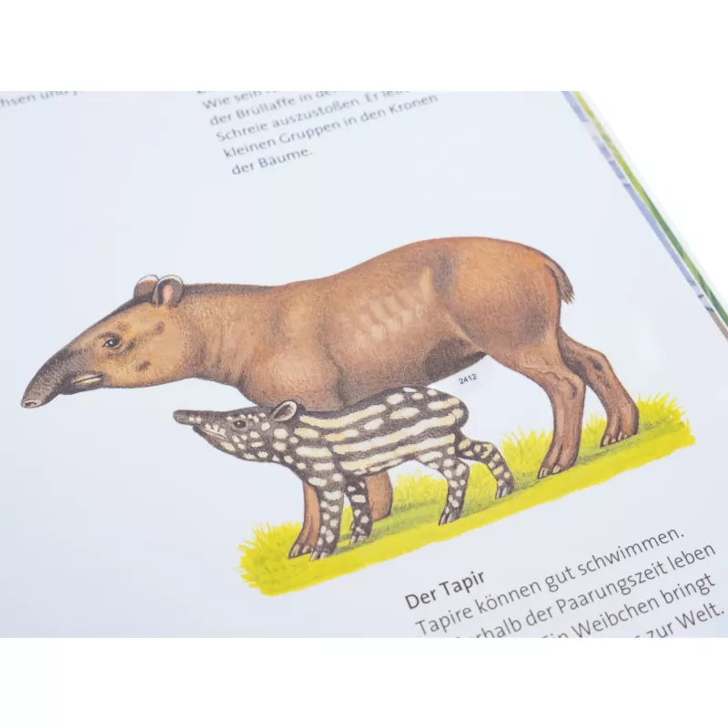 Tapir, Tierbild, Schwarz-Weiß Muster, Tierpaar, Wiese
