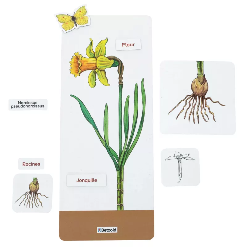 Narziss, Narzisse, Blume, Wurzel, Schnittstelle