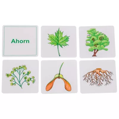 Ahorn, Blatt, Baum, Wurzel, Samen