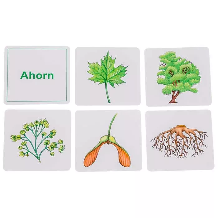 Ahorn, Blatt, Baum, Wurzel, Samen