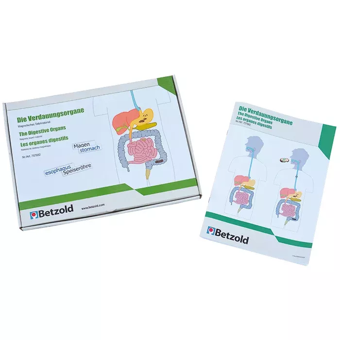 Digestivesystem, Anatomiemodell, Magen, Speiseröhre, Betzold