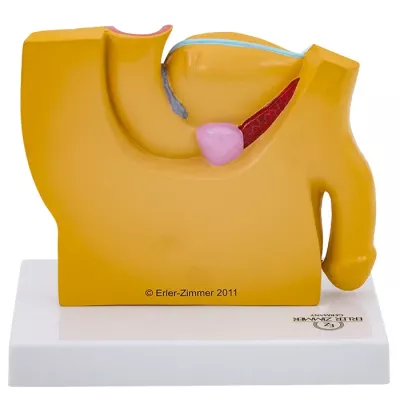 Uterusmodell, Anatomie-Modell, weibliches Fortpflanzungssystem, Gynäkologie Lehrmittel, medizinische Replik