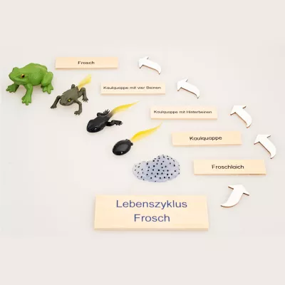 Frosch, Kauquappe, Kauquappe mit vier Beinen, Kauquappe mit Hinterbeinen, Lebenszyklus Frosch