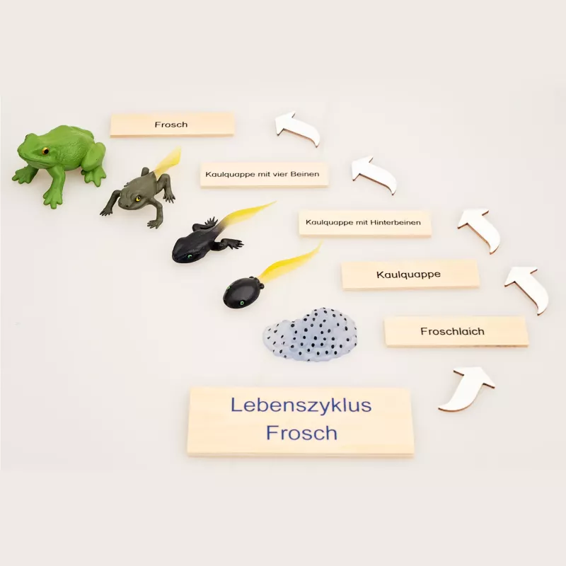 Frosch, Kauquappe, Kauquappe mit vier Beinen, Kauquappe mit Hinterbeinen, Lebenszyklus Frosch