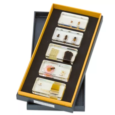 Bienenvölker, Beobachtungsdisplay, Insektenkasten, Insektenmuseum, Samenstände