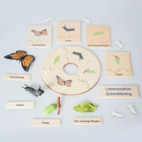 Lebenszyklus Schmetterling