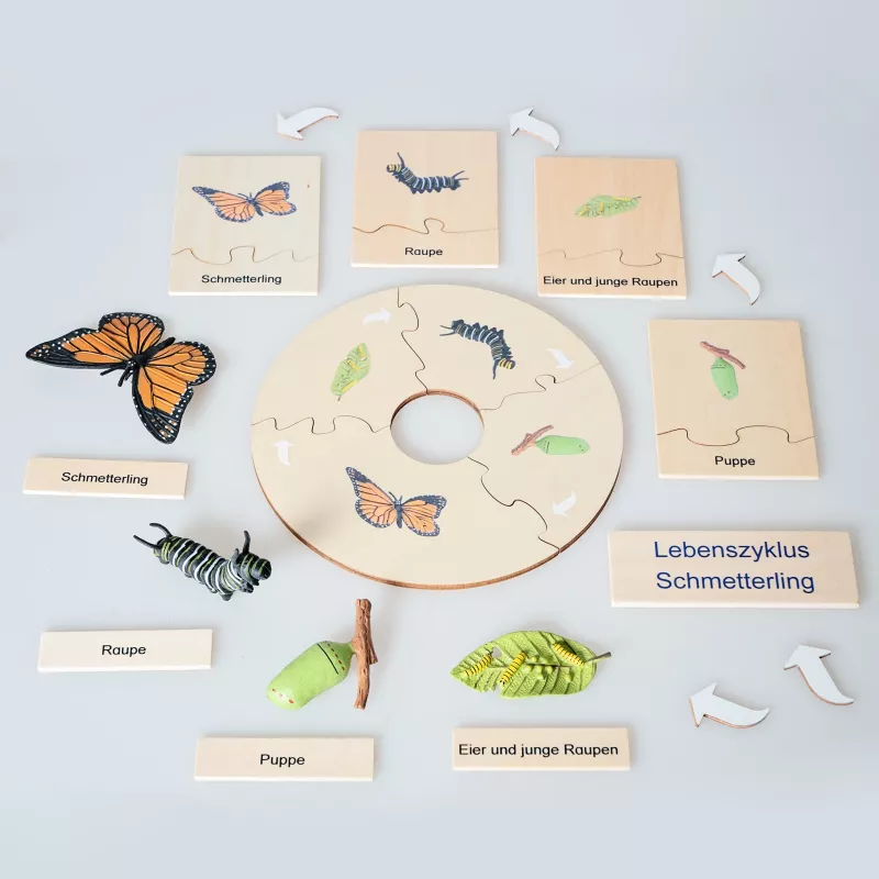 Lernspiel, Schmetterling, Raue, Puppe, Lebenszyklus
