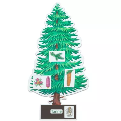 Weihnachtsbaum, Tannenbaum, Baum-Plakat, Lernposter, Anatomie Baum