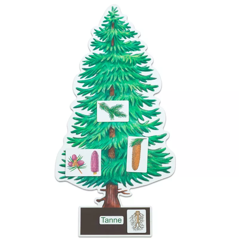 Weihnachtsbaum, Tannenbaum, Baum-Plakat, Lernposter, Anatomie Baum