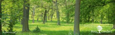 Wald, Bäume, Grünfläche, Park, Waldlandschaft