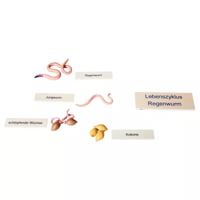 Regenwurm, Schlupfende Würmer, Kokons, Lebenszyklus, Wurmarten