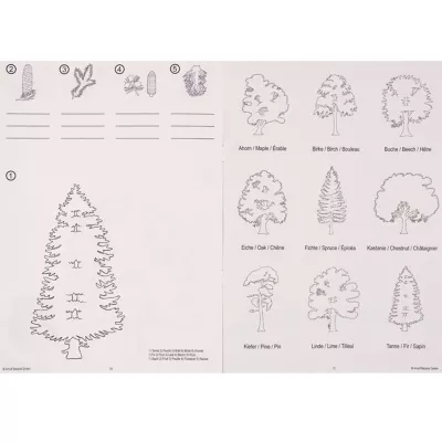 Baum, Fichtenzweige, Tannenbaum, Nadelbaum, Umrisszeichnung