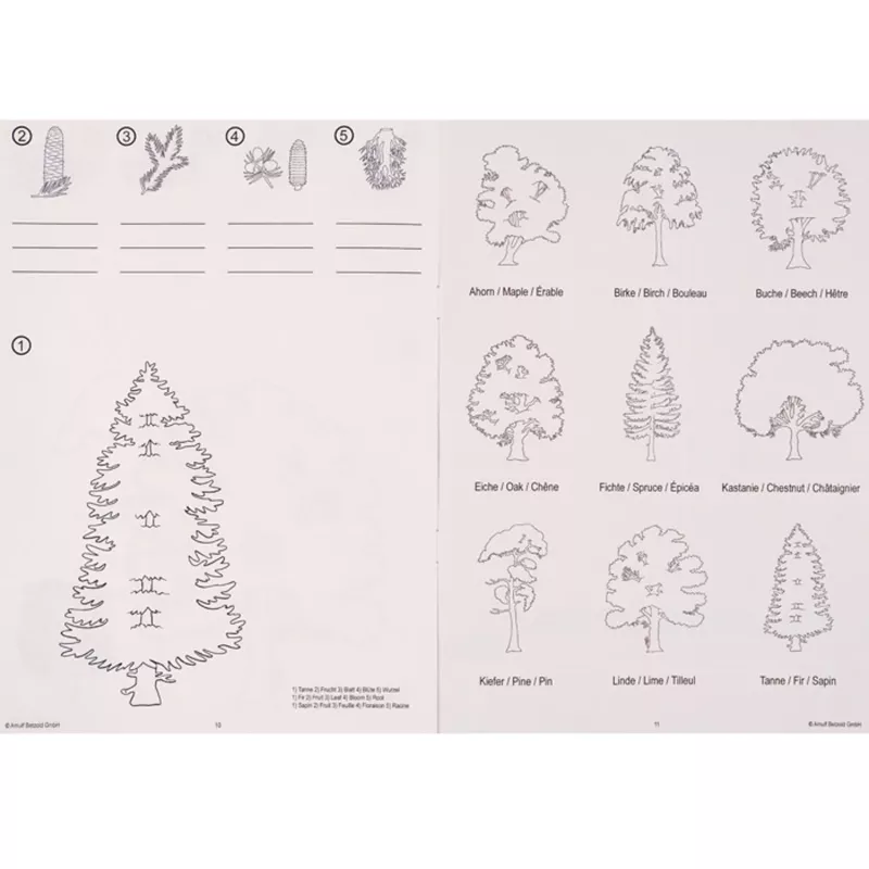 Baum, Fichtenzweige, Tannenbaum, Nadelbaum, Umrisszeichnung