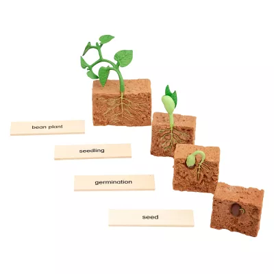pflanzenkeimung, keimling, wurzelwerk,  samen, Boot